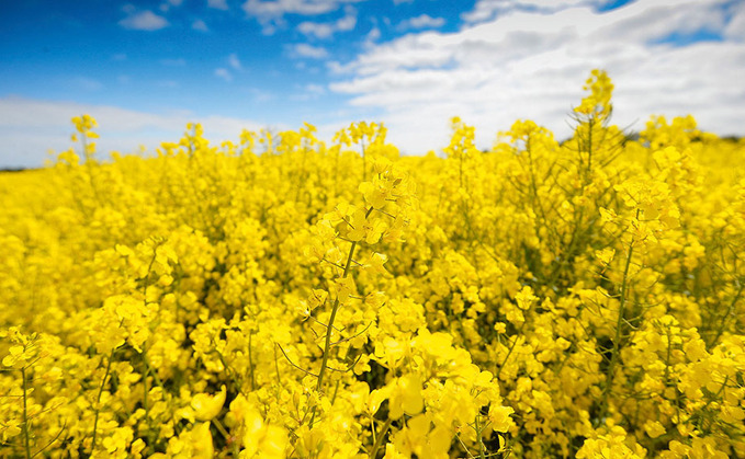 OSR has proved a winner for one farmer