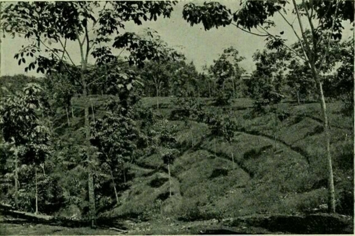 How ongoing deforestation is rooted in colonialism and its management practices
