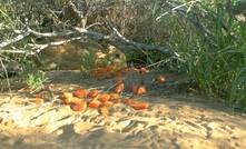  A national rabbit control program has won a top biosecurity award. Picture courtesy CISS.