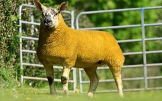 Auction mart sales round-up: Commercial sheep record set online, sheepdogs to 8,400gns at Skipton and dairy cattle to 3,500gns at Carlisle