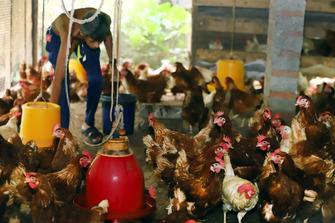 SRI LANKA-COLOMBO-CHICKEN-FARM