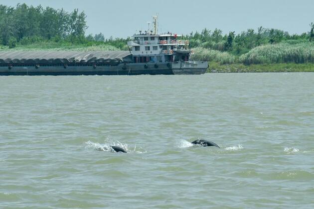 China's underwater tech guards porpoises worldwide