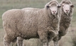 Aussie sheep genetics powering Chile