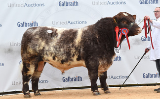 STIRLING BULL SALES: Beef Shorthorn trade tops at 21,000gns 