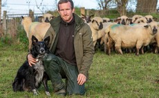 Sheep special: Cross-breeding meets demands of farming system and consumer