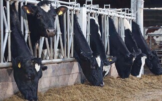 B vitamins in dairy cows: Why they matter more than you think