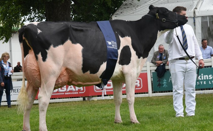 Inter-breed and Holstein champion, Eedy Crushabull Acclaim, from Brian and Michael Yates, Castle Douglas.