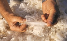 Strong wool production forecast for 2017