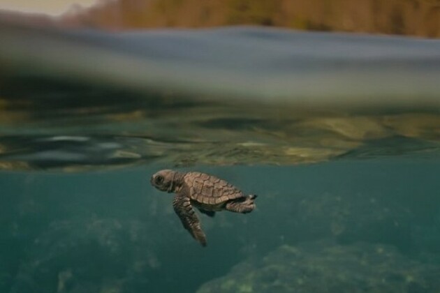Award-winning Indian documentary 'Turtle Walker' to be screened at UNOC 2025