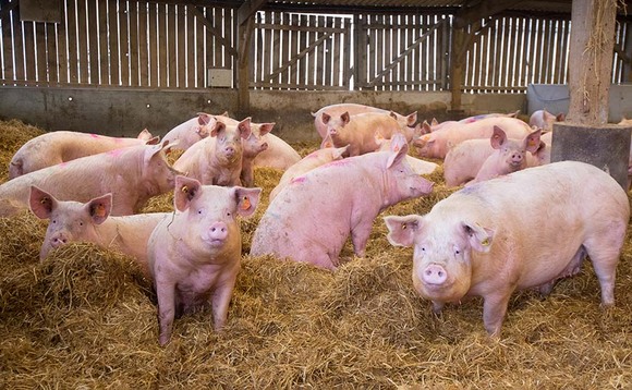 Breeding pig numbers at 20 year low