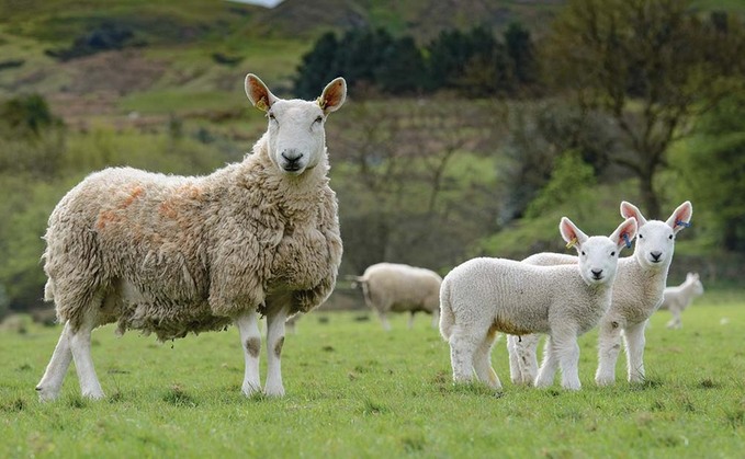 Rural groups warn farmers to be 'vigilant' as lockdown sparks alarming rise in sheep rustling