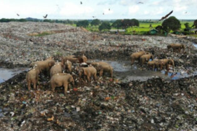 Elephants Dying from Eating Plastic Waste in Sri Lankan Dump