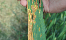 Cereal growers warned to watch later cereal disease build-up