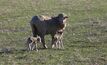 Early-weaned lambs can provide some benefits during a drought.