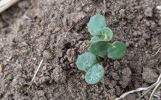 The Farmers Guardian Arable Podcast: Is oilseed rape making a comeback? 
