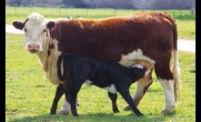  The cattle market remains red hot amid restocking demand.