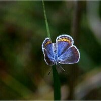 Butterflies declined by 22% in just 2 decades across the US - there are ways you can help save them