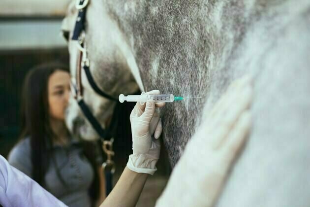 Using tranquillisers on racehorses is ethically questionable and puts horses and riders at risk