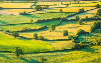 Farmers asked for views on hedgerow protection