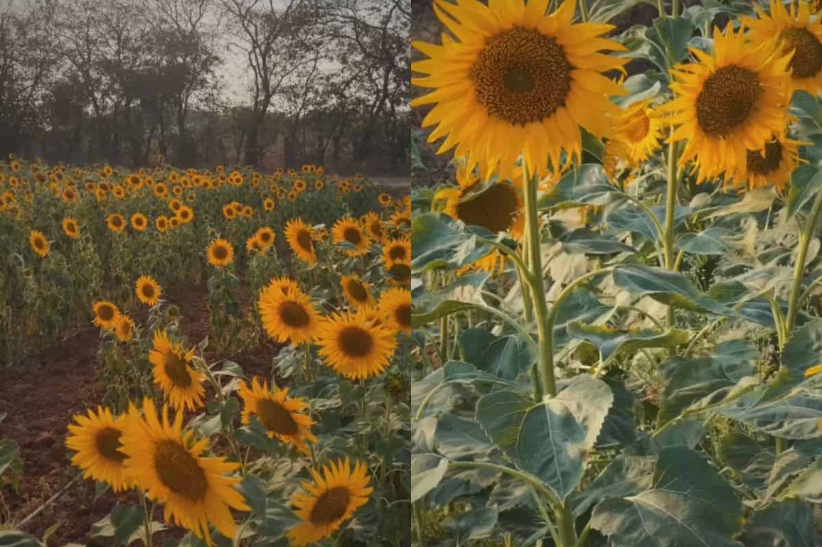 Viral- Sunflower field near Hyderabad is the new must-visit spot