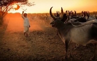 How Google and an Indian start-up struck the largest biochar carbon removal deal ever