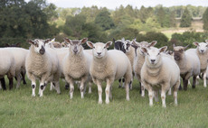 Managing store lambs to maximise performance