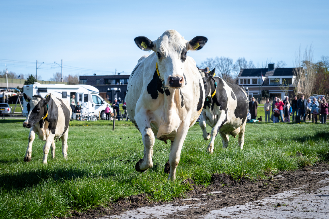 THE NETHERLANDS-WARMOND-SPRING-COW-DAIRY FARMING
