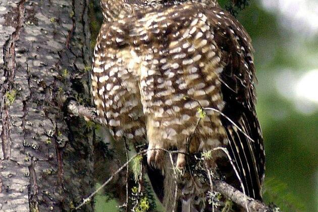 Must we slaughter 18,000 barred owls to save the spotted owl&quest; (Opinion)