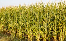 Biofertiliser could boost dry matter maize yields, growers told