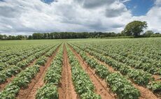 Practical tips for keeping potato crops healthy