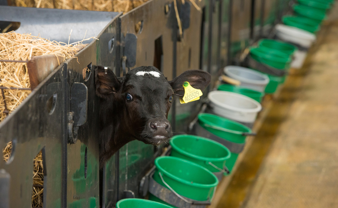 Farmers should be aware of which ingredients should be in milk powders for optimal calf performance.