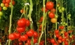 Dumping duties on Italian tomatoes welcomed