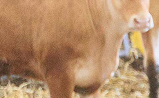 East Yorkshire Limousin herd continues to strive for genetic improvement