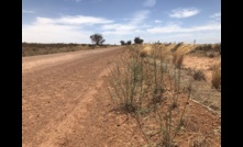  DPIRD in WA is reminding all landholders to be vigilant when it comes to skeleton weed. Image courtesy DPIRD.