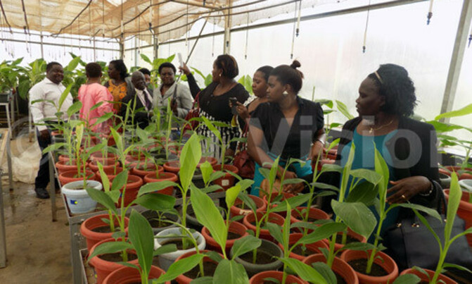 Pass the Biotechnology and Biosafety Bill, Sekandi urges Pass the Biotechnology and Biosafety Bill, Sekandi urges