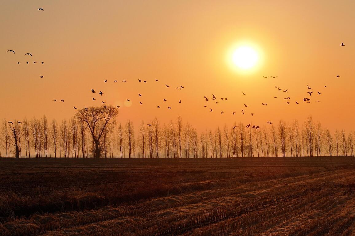#CHINA-HEILONGJIANG-BIRDS (CN)