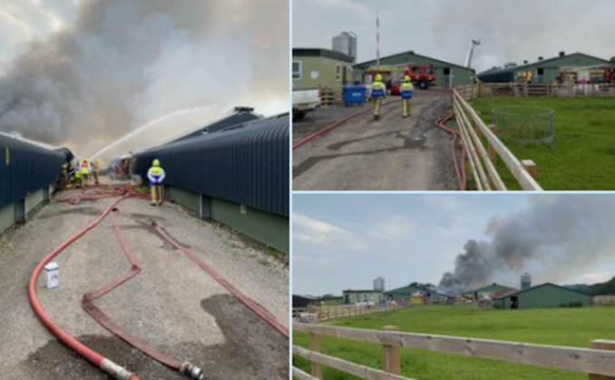 50,000 chickens destroyed in farm fire