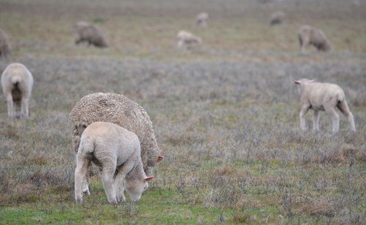 Sheep producers now have access to new scanning and pregnancy resources for sheep.