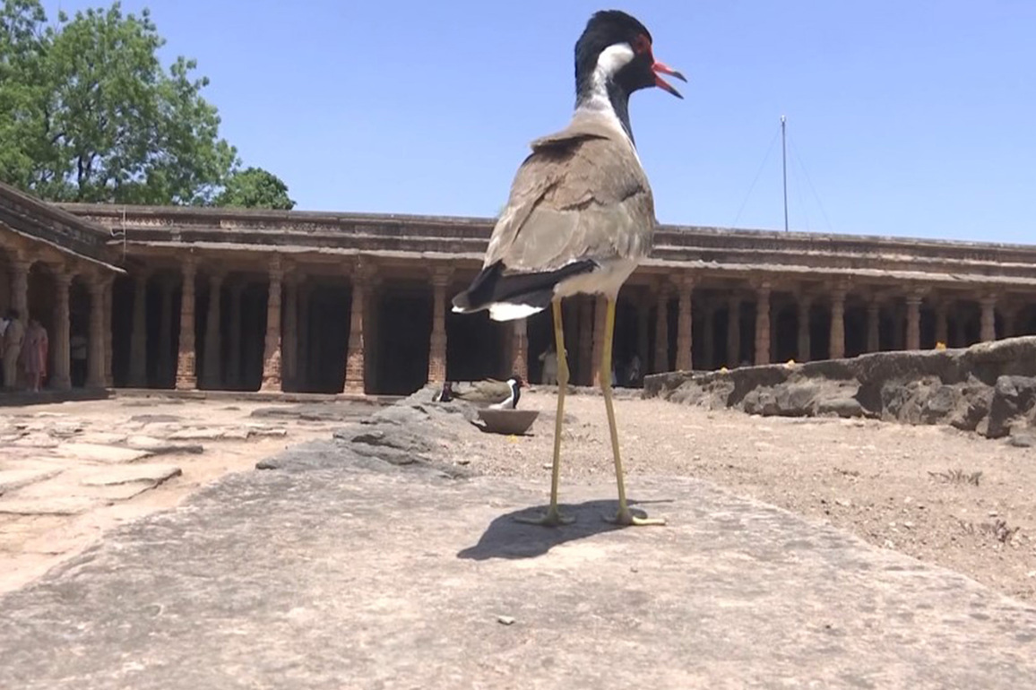 Ancient architecture meets nature as rare red-wattled Lapwing spotted hatching at Bhojshala complex
