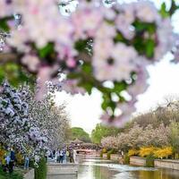 FOCUS | Qingming holiday travel fuels vibrant consumption surge across China