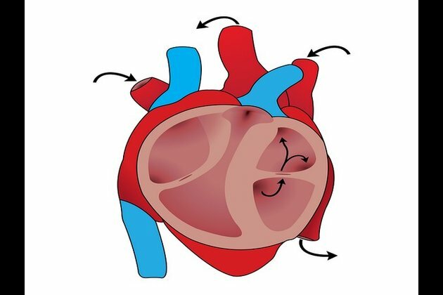 Cardiovascular issues may be connected to early menopause: Study