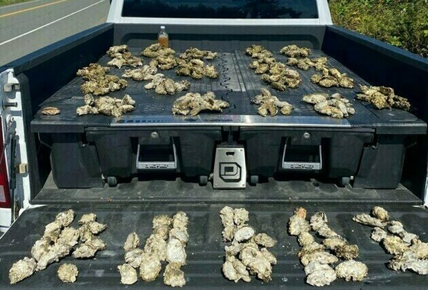 Ontario vacationer fined $5,500 for overfishing oysters without a valid licence