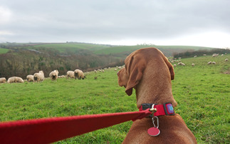 Industry reacts to Governments 'biggest animal welfare reforms in a generation' 