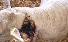 Lamb killed by 'disorderly' dogs in Somerset
