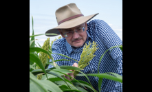  Professor Andrew Borrell has led breakthrough research on crop drought tolerance. Image courtesy Queensland DAF.