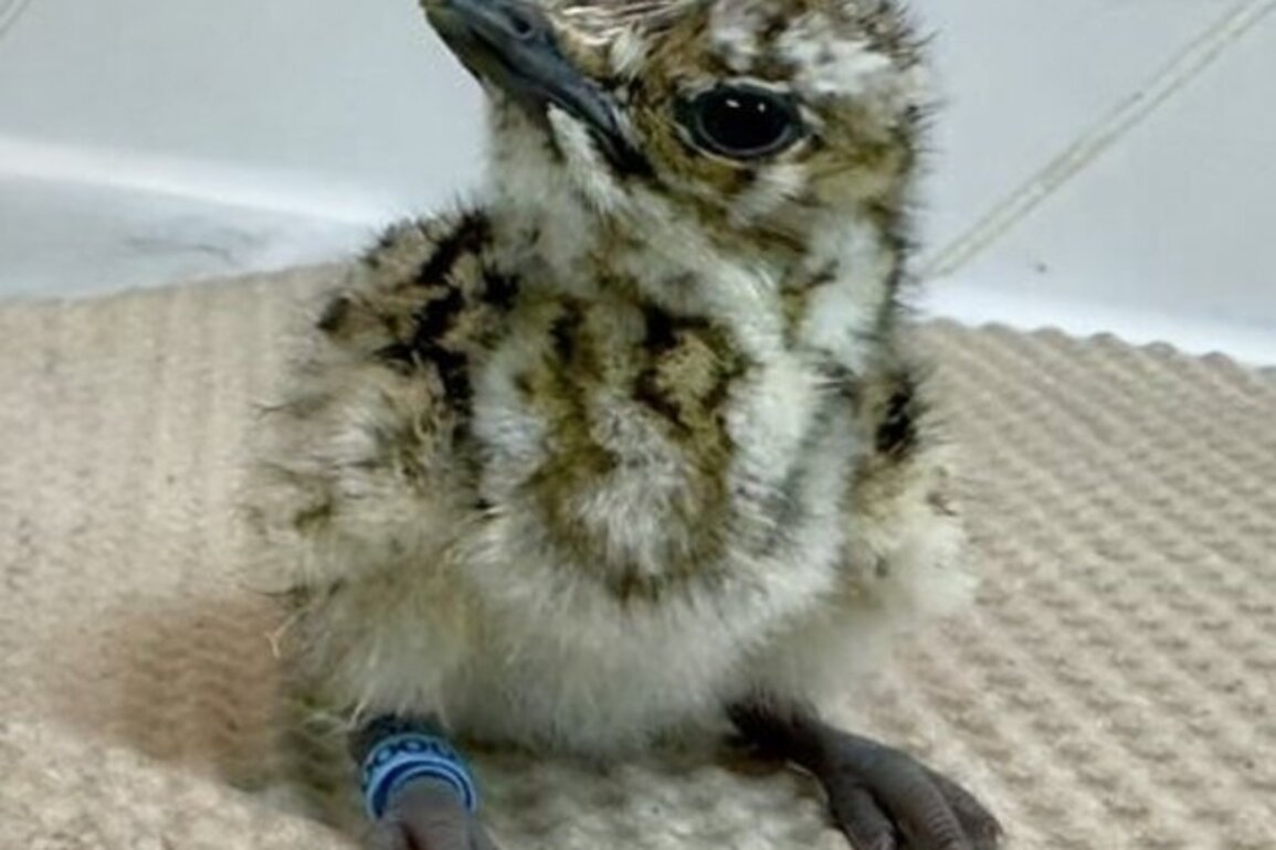 National Bird Research Centre hatches first Asian houbara chick of 2025-2026 season through artificial incubation