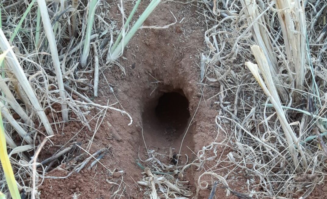 Queensland and northern New South Wales grain growers are facing a surge in mouse numbers.