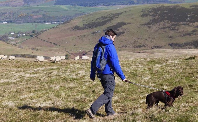 Number of dog attacks on livestock fall for first time since 2012