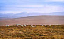No order granted to destock livestock on Dartmoor, commoners say