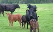 Rainfall threatens Vic livestock